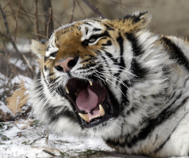 Animal shots of the week
